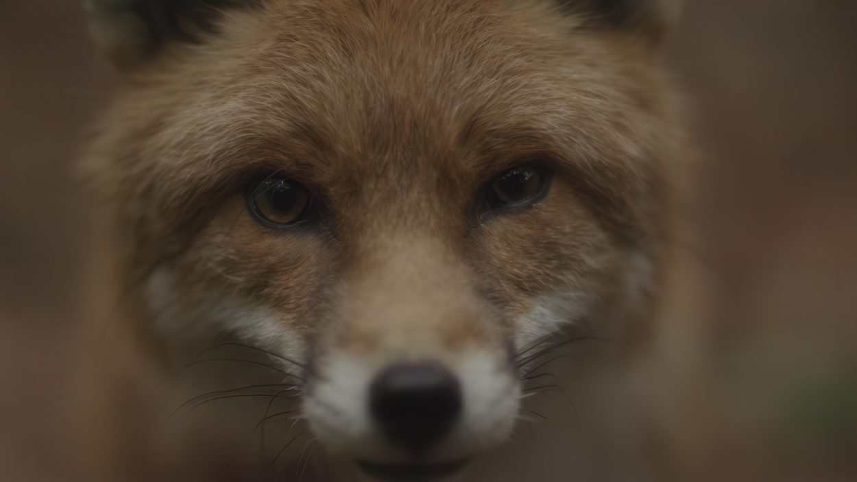 Six of the best creative music videos