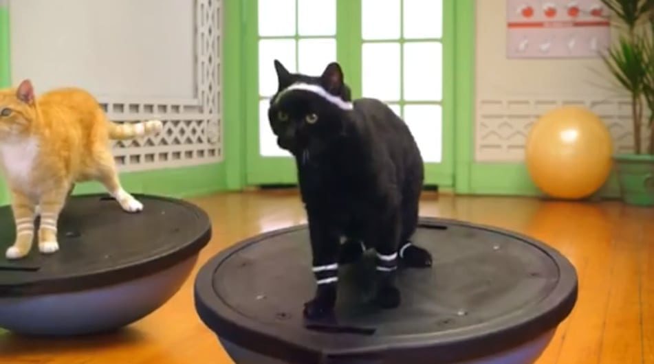 Pussy power