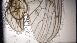 Thumbnail for Slide 1