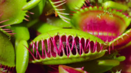 Thumbnail for Slide 5