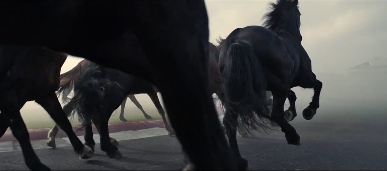 They shoot horses, don’t they?