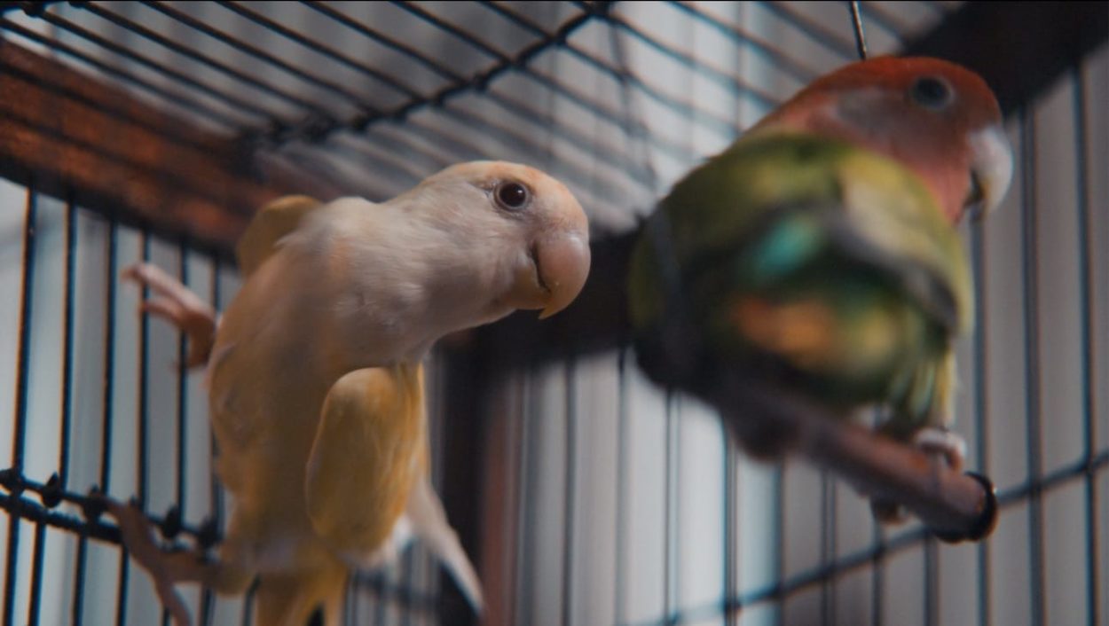 Video placeholder for Slide 6