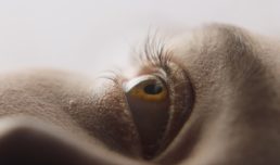 Thumbnail for Slide 1