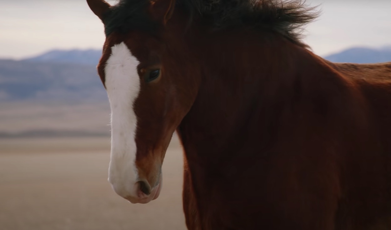 Budweiser, A Clydesdale's Journey