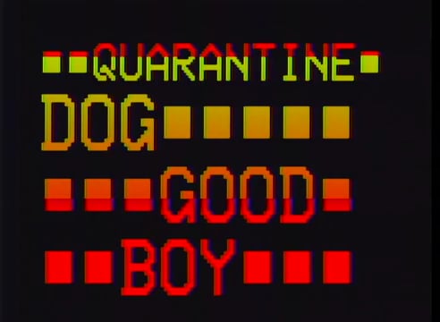 Quarantine Dog Good Boy 