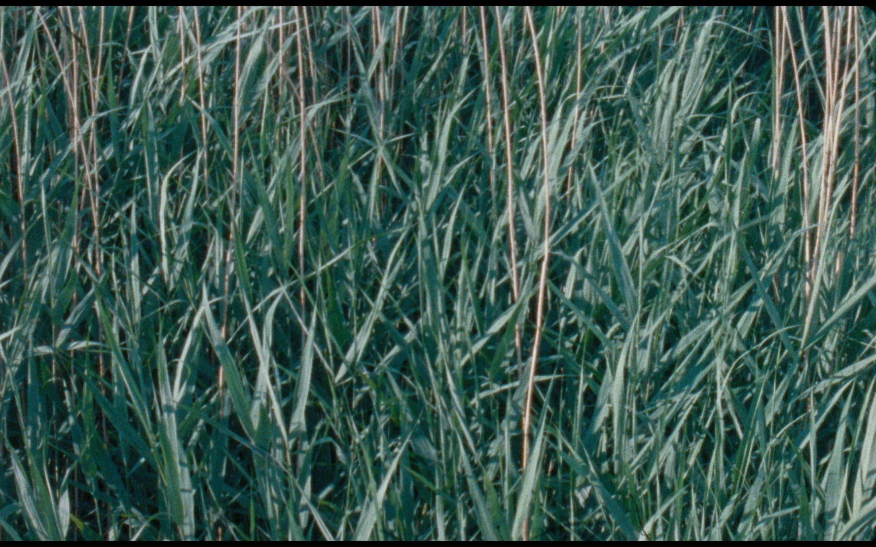 Video placeholder for Slide 2