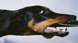 Thumbnail for Slide 1