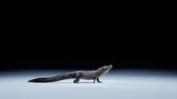 Thumbnail for Slide 3